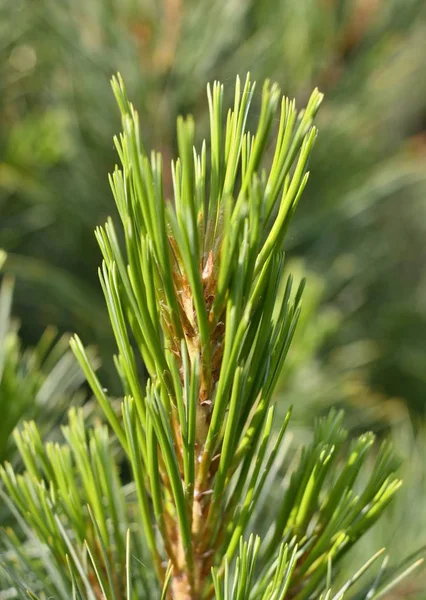 Close Shot Pine Needles — Stock Photo, Image