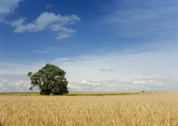 Beautiful Fields Grain Stretching Blue Sky — Stock Photo, Image