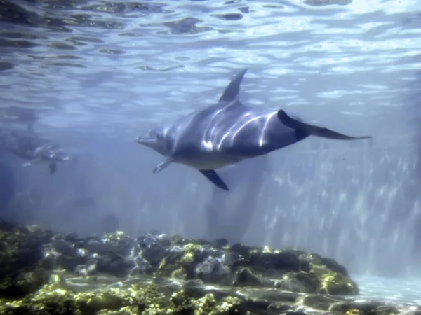 Människans Största Vattenvän Olika Situationer Bottlenose Dolphin — Stockfoto