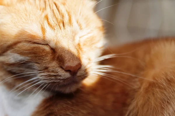 Röd Katt Närbild Porträtt Huvudet Kisade Solen Och Sover Slutna — Stockfoto