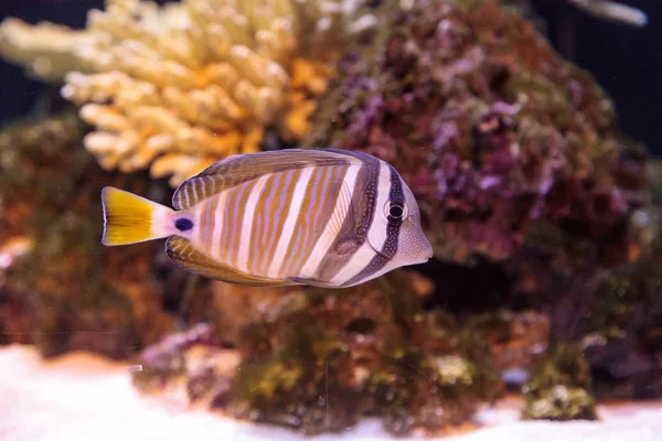Desjardini Sailfin Tang Zebrasoma Desjardini Coral Reef — Stock Photo, Image