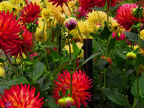 Dahlia Egy Évelő Növény Amely Művelt Sokféle Színes Virág Fejek — Stock Fotó