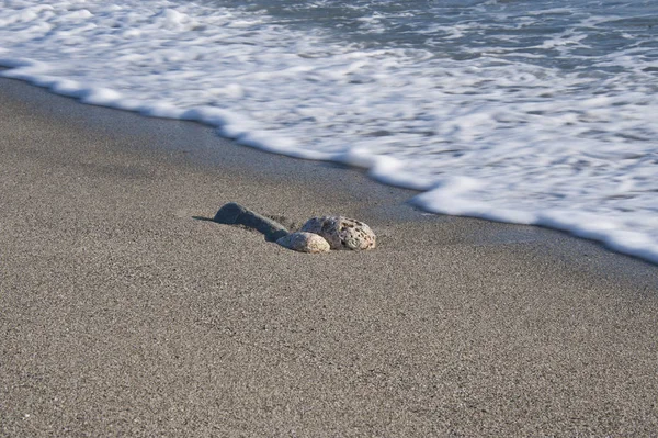 Due Pietre Vicino Alla Prossima Onda Una Spiaggia Sabbia Soleggiata — Foto Stock