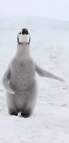 Pinguim Imperador Aptenodytes Forsteri Gelo Mar Weddell Antártida — Fotografia de Stock