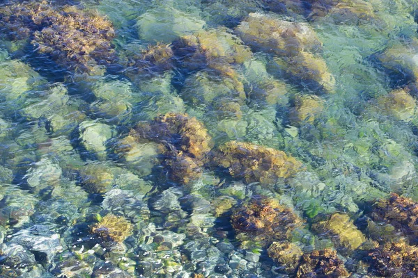 Zelený Kámen Čisté Mořské Vodě Island — Stock fotografie