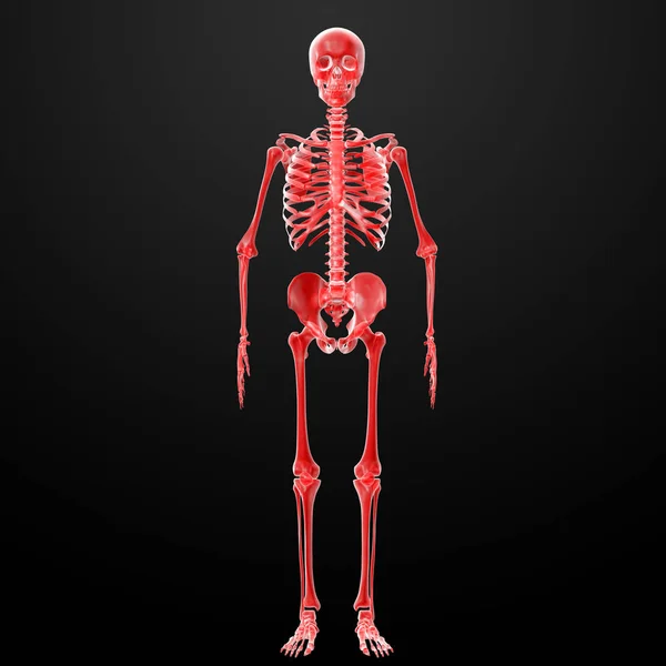 Καθιστούν Skeleton Ακτίνες Μπροστινή Όψη — Φωτογραφία Αρχείου
