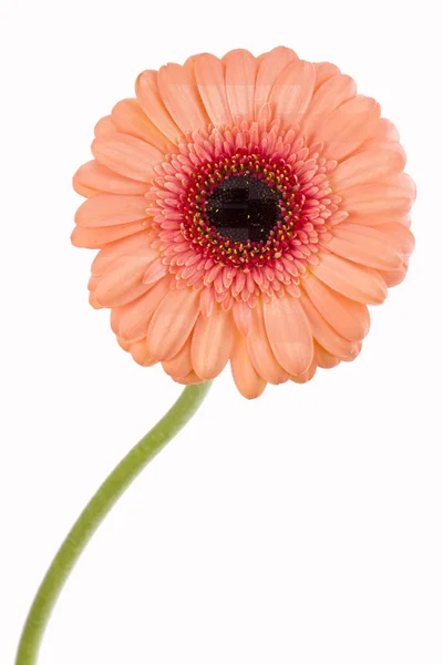 Laranja Gerbera Fundo Branco — Fotografia de Stock