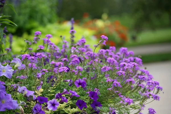Flores Púrpuras Jardín — Foto de Stock