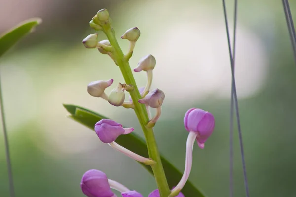 Красивый Вид Орхидею — стоковое фото