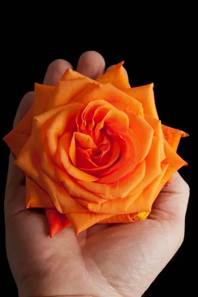 Imagen Cerca Una Rosa Naranja — Foto de Stock