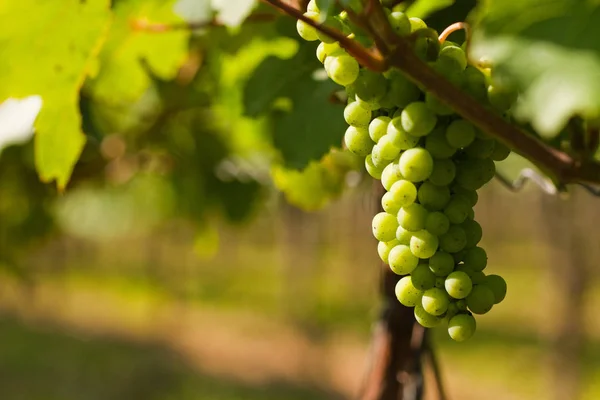 Uvas Vid Viñedo Soleado — Foto de Stock