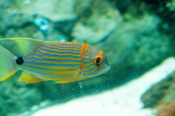 Голубая Оранжевая Сладкие Губы Рыбы Plectorhinchus Chrysotaenia Плавает Над Коралловым — стоковое фото