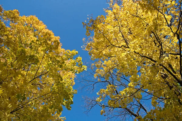 Gelbe Ahornblätter Gegen Blauen Himmel — Stockfoto