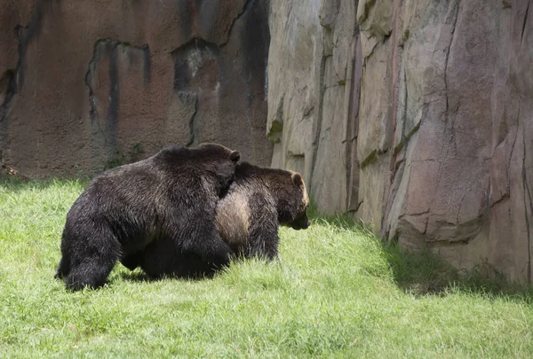 Ursos Pardos Ursus Arctos Acasalamento — Fotografia de Stock