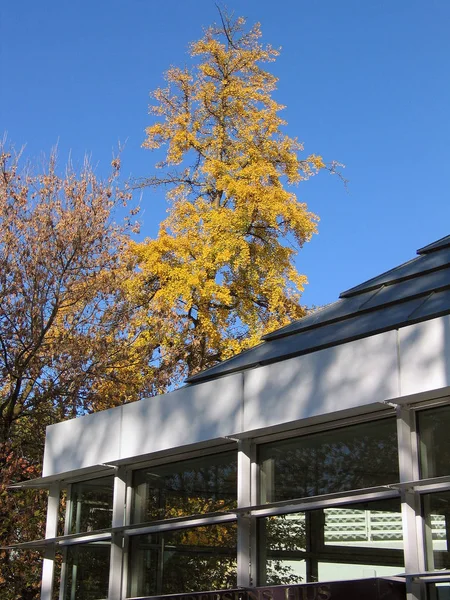 Scena Urbana Autunno Lascia Albero Accanto Edificio Moderno — Foto Stock