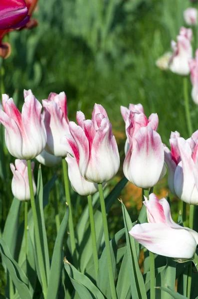 Fond Printemps Avec Tulipes — Photo