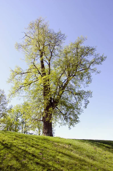 Gammal Lime Täckt Med Nya Vårlöv Den Gröna Kullen — Stockfoto