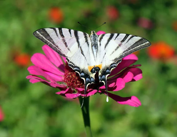 Schmetterling Seltener Schwalbenschwanz Auf Blume Sitzend Zinnie — Stockfoto
