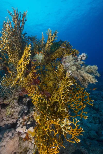 Arrecife Tropical Mar Rojo —  Fotos de Stock