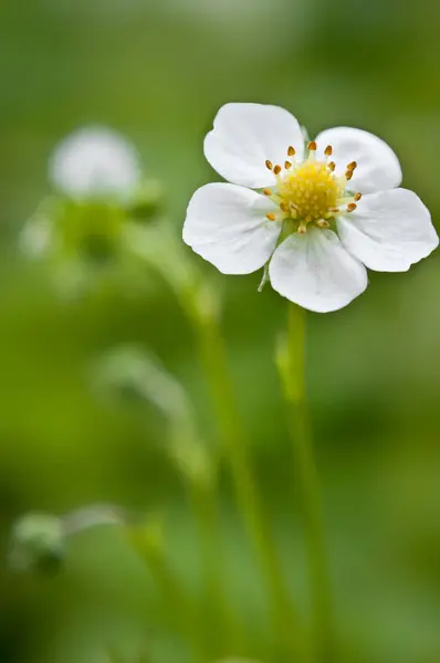 Bulanık Arka Plan Ile Tek Bir Beyaz Çilek Bitki Çiçeği — Stok fotoğraf