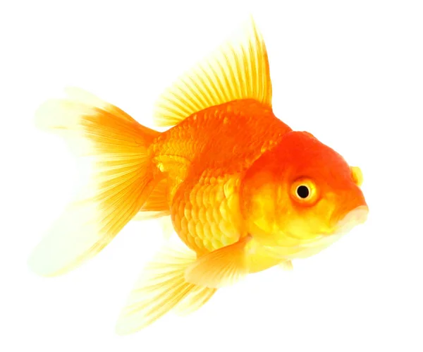 Peixe Dourado Isolamento Branco — Fotografia de Stock