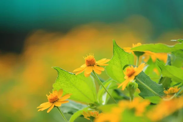 Jarní Pozadí Krásnými Žlutými Květy — Stock fotografie