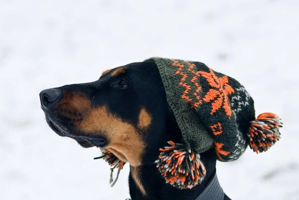 Ένα Σκυλί Doberman Καπάκι Στο Κεφάλι Του Έναs Χιόνι Υπόβαθρο — Φωτογραφία Αρχείου