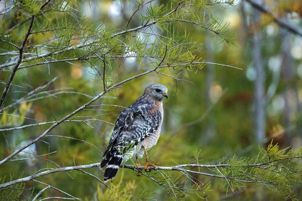 Red Shouldered Hawk Buteo Lineatus Hunts Prey Corkscrew Swamp Sanctuary — Stock Photo, Image