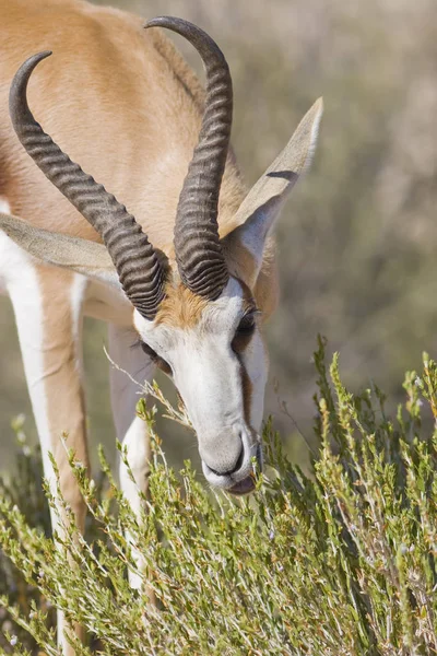 Springbok Alimentação Exuberante Arbusto Verde Arbusto — Fotografia de Stock