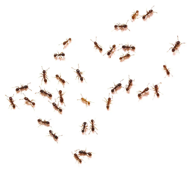 Ants Isolated White Background — Stock Photo, Image