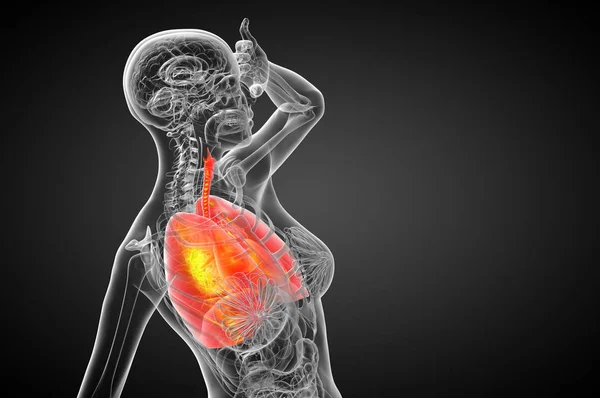 Hacer Ilustración Médica Del Sistema Respiratorio Humano Vista Lateral —  Fotos de Stock