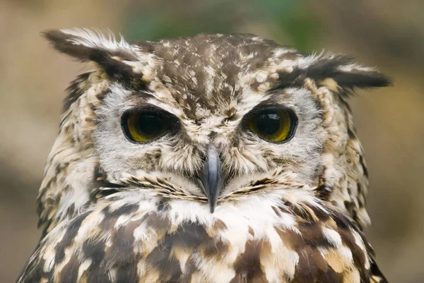 Primer Plano Del Búho Águila Etíope Bubo Capensis Dillonii — Foto de Stock