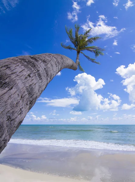 ココナッツ椰子の木 白い砂浜に — ストック写真
