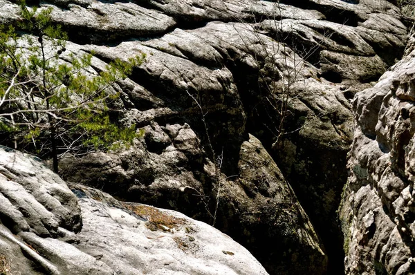 Közelről Boulders Ágak — Stock Fotó