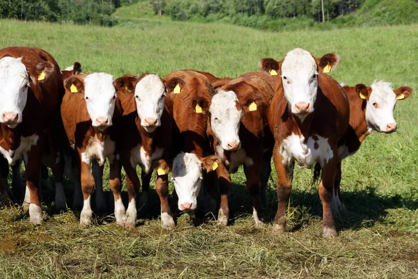 7頭の牛が放牧し 視聴者の好奇心をそそる 2010年サロで撮影 — ストック写真