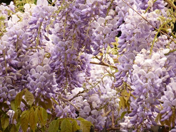 Flores Glicina Púrpura Pálida — Foto de Stock