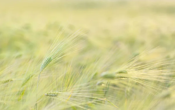 Campo Trigo Maduro Paisagem — Fotografia de Stock