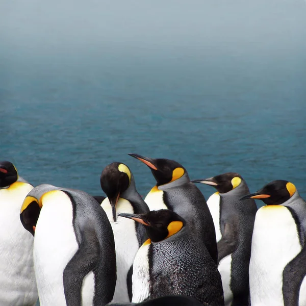 Kung Pingvin Aptenodytes Patagonicus Stranden Sydgeorgien Nära Antarktis — Stockfoto