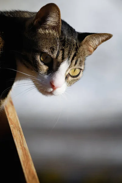Lindo Gato Mirando Por Balcón — Foto de Stock