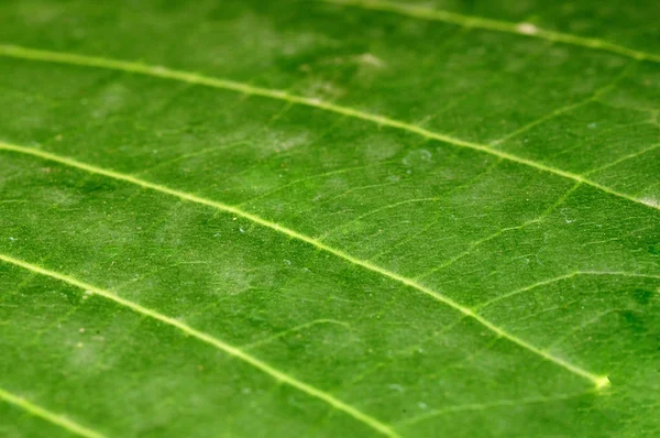 Extrême Gros Plan Une Macro Feuille Verte — Photo