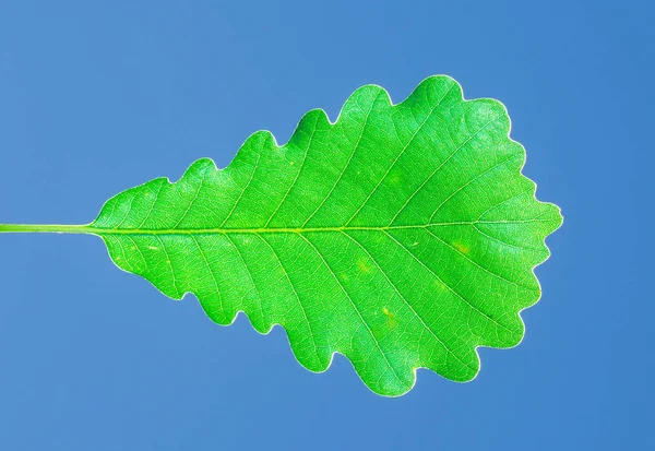 Den Gröna Eken Löv Blå Himmel Botaniska Trädgården — Stockfoto