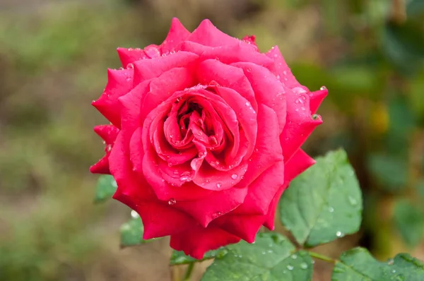 Яркий Красивый Цветок Розы Дневном Свете Крупным Планом — стоковое фото