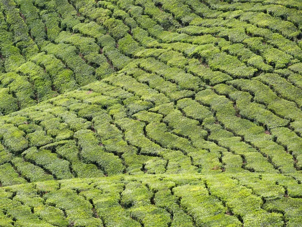 Абстрактный Ландшафтный Фон Чайных Плантаций Камеронском Нагорье Малайзии — стоковое фото