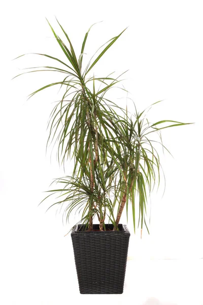 Standart Kapalı Bitki Dracaena Marginata Ayrıca Ejderha Ağacı Denir Tümü — Stok fotoğraf