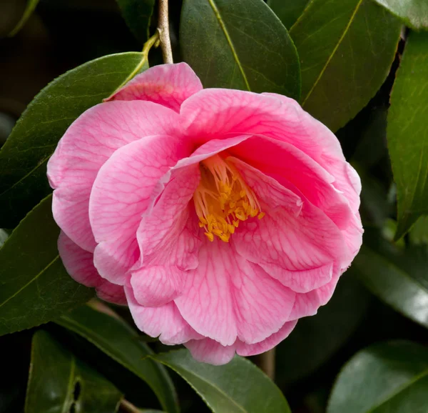 Flor Camélia Rosa Profunda Com Folhas Primavera — Fotografia de Stock