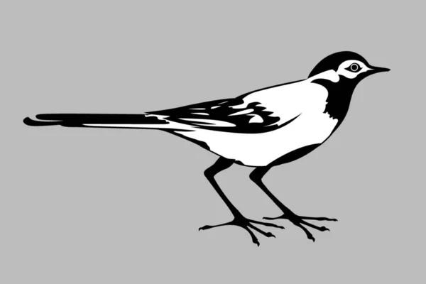 Wagtail Silhouette Gray Background — Stock Photo, Image