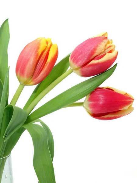 Крупним Планом Красиві Весняні Квіти — стокове фото