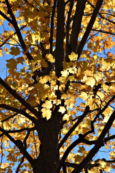 秋天的金色叶子在蓝天上 — 图库照片
