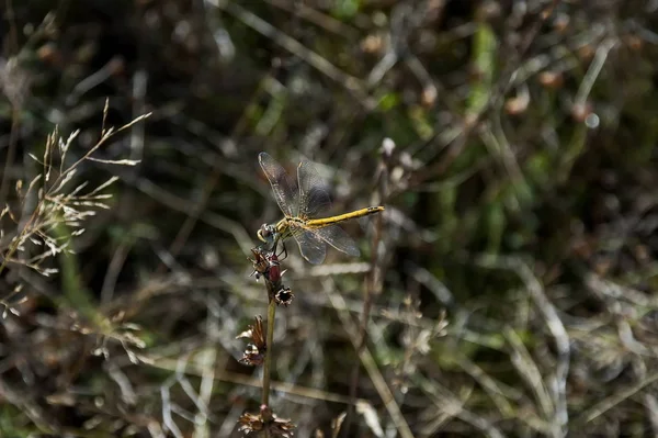Žlutá Vážka Nebo Vážky Suché Trávy Poli Plana Hora Bulharsko — Stock fotografie