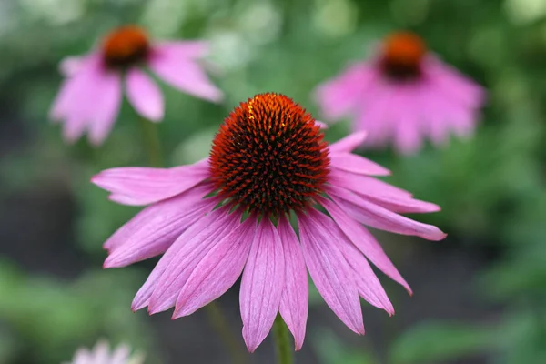 Belle Fleur Vue Rapprochée — Photo